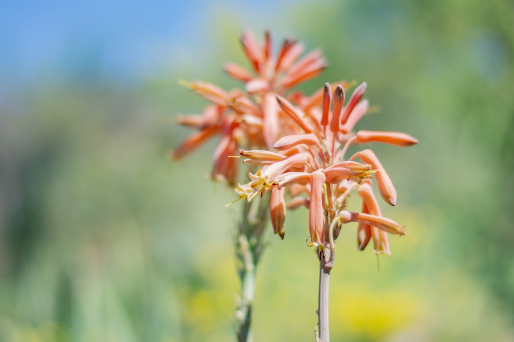 orange flower in tilt shift lens