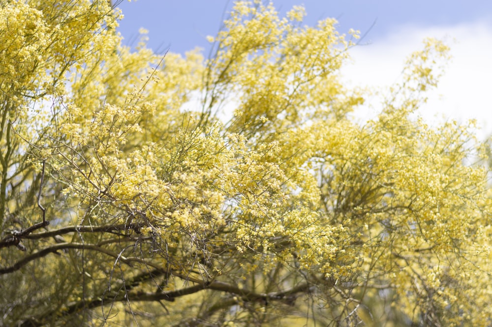 green leaf tree under blue sky during daytime