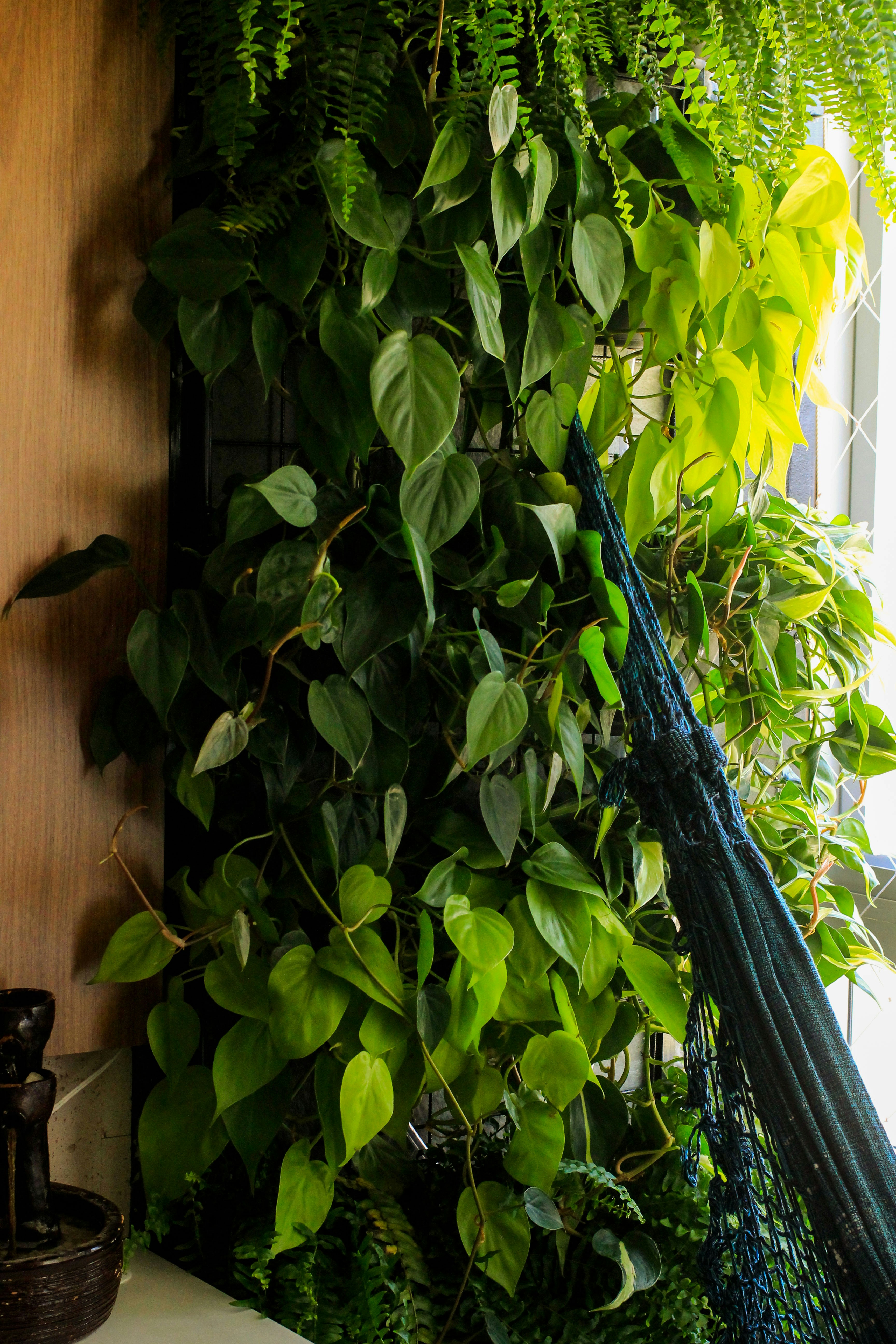 green plant beside brown wooden wall