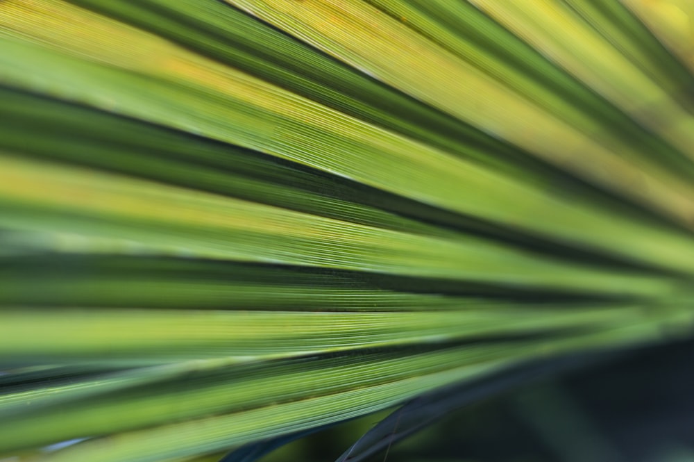 green leaf plant in close up photography