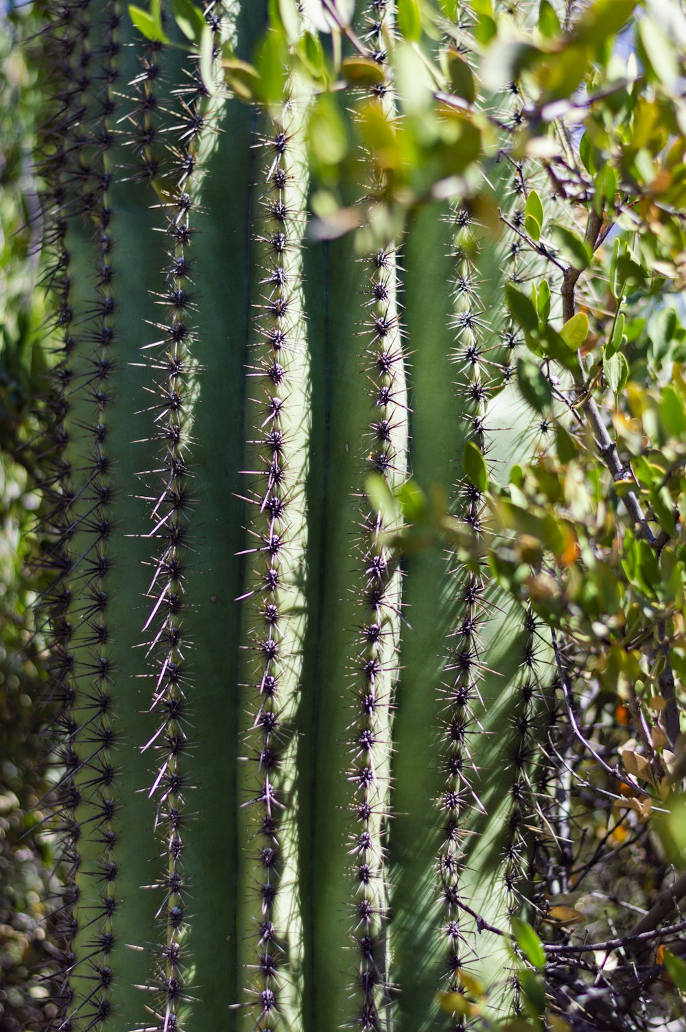 green plant in close up photography