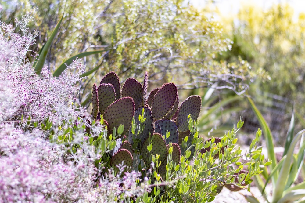 green cactus plant during daytime