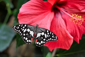 black and white butterfly on pink flower