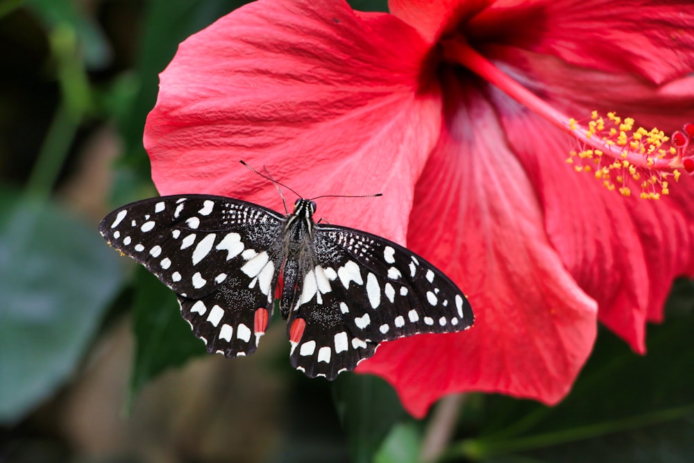 schwarzer und weißer Schmetterling auf rosa Blume