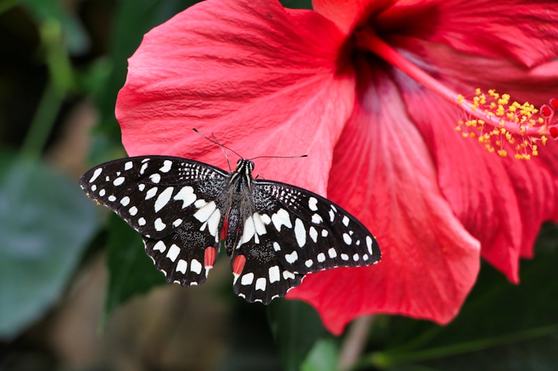 Hibiscus