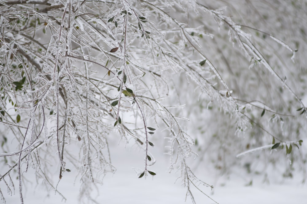 雪に覆われた緑の植物