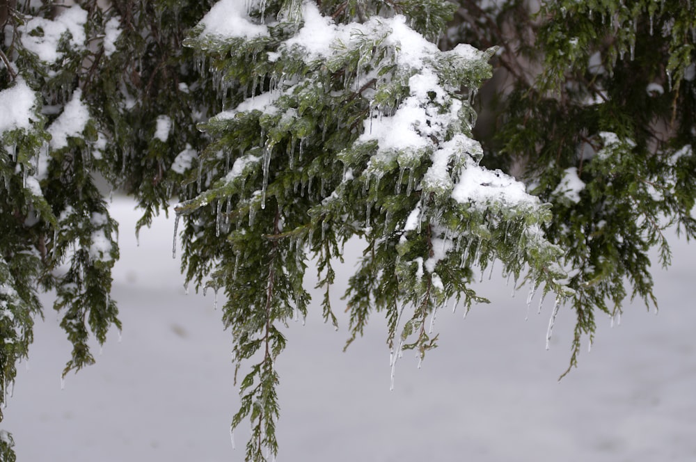 grüner Baum mit Schnee bedeckt