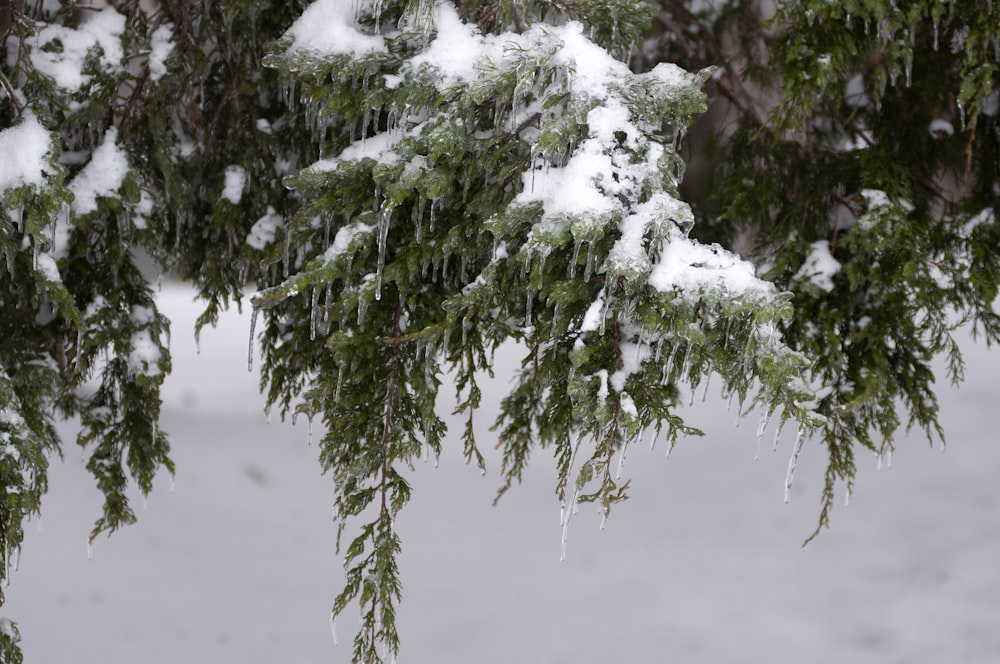 green tree covered with snow