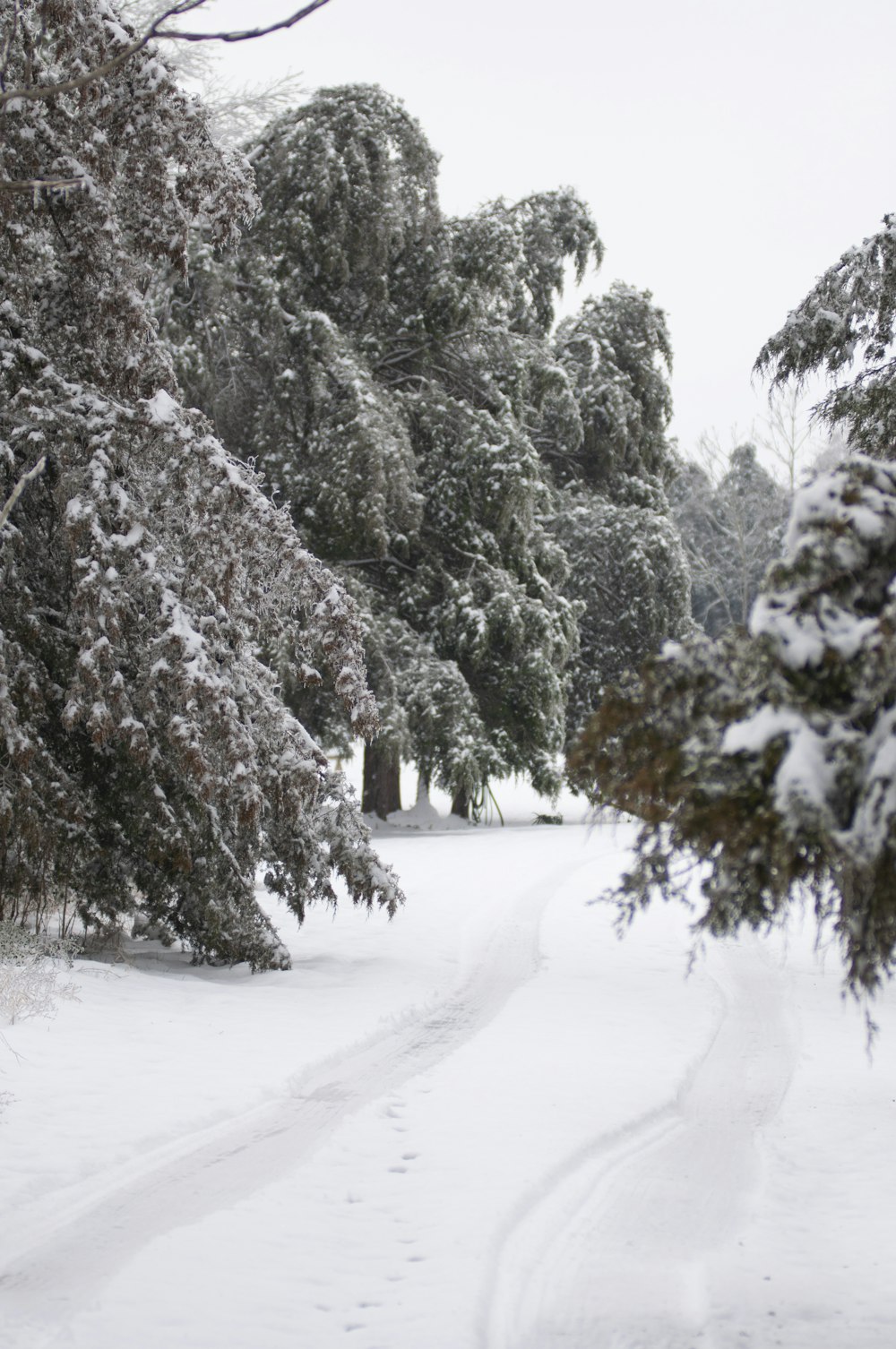 green trees covered with snow during daytime