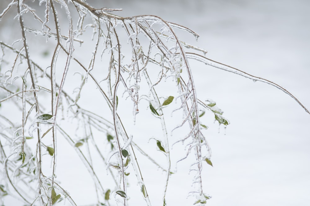 日中の水上の緑の植物