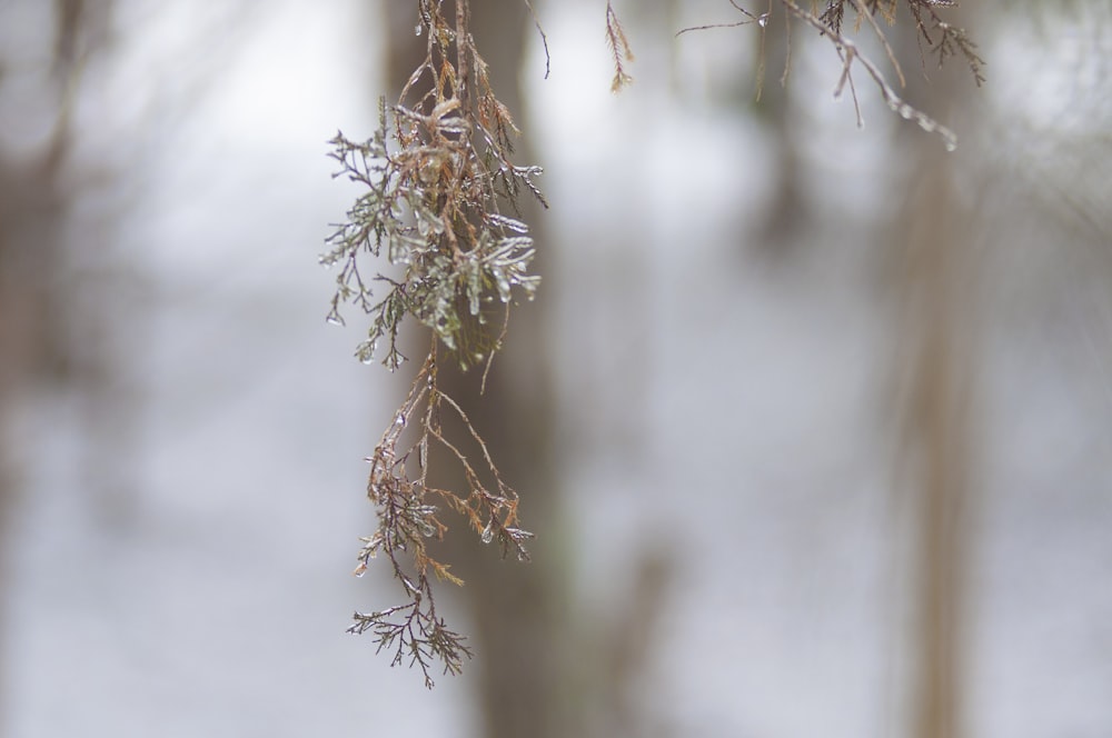 brown plant in close up photography