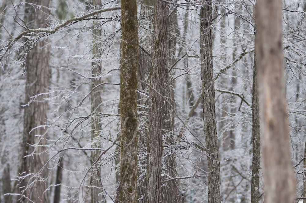 brown tree branches covered with snow