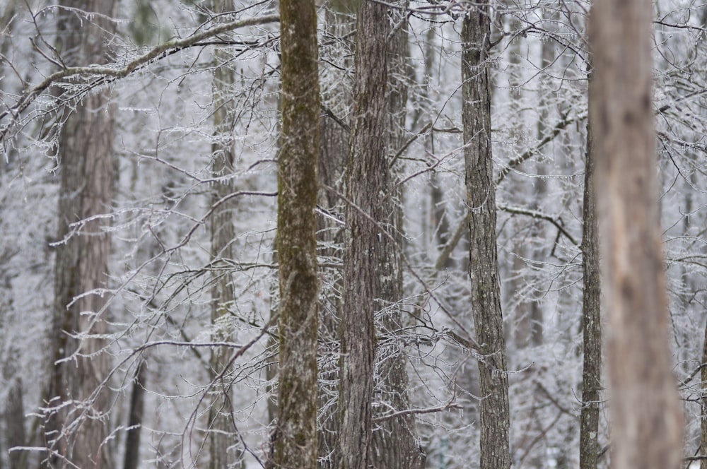branches d’arbres brunes couvertes de neige