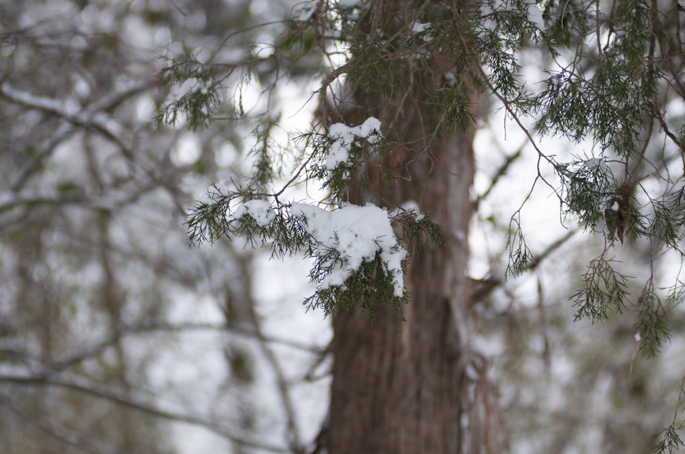 snow covered tree during daytime