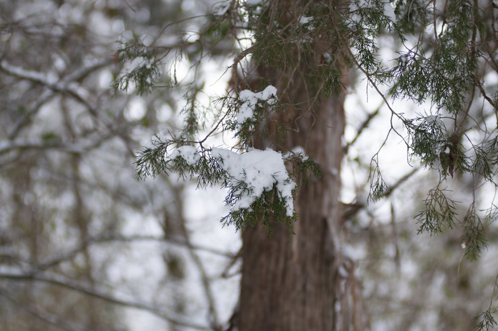 日中の雪に覆われた木