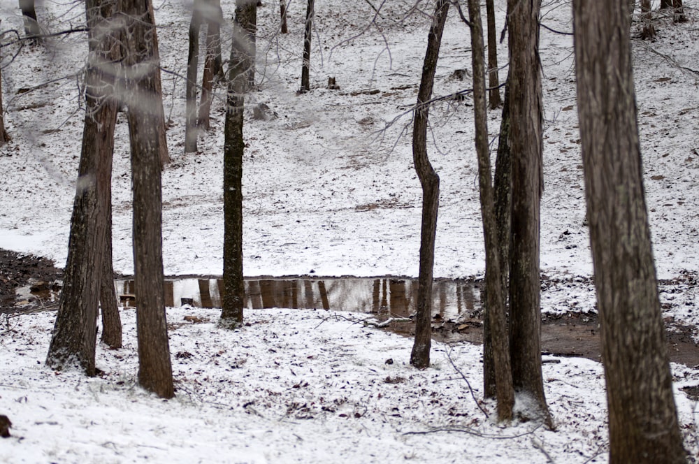 valla de madera marrón en suelo cubierto de nieve