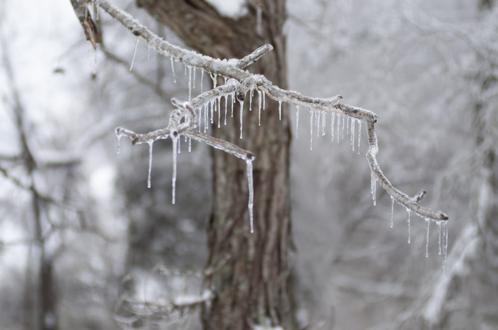 neve branca no galho marrom da árvore