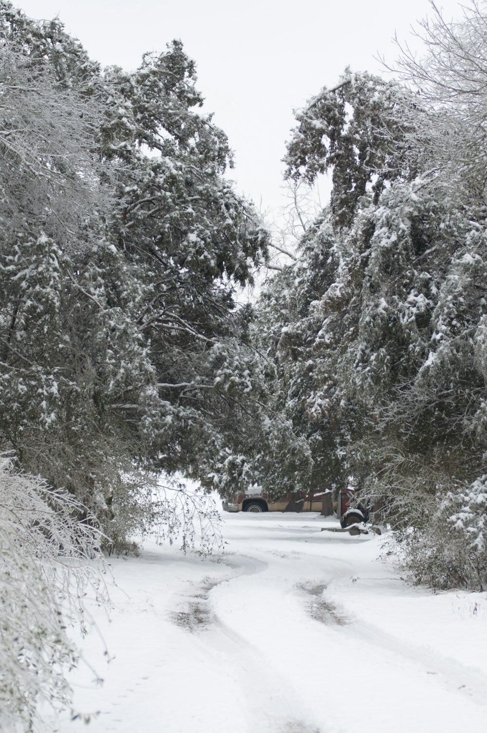 Árboles cubiertos de nieve durante el día