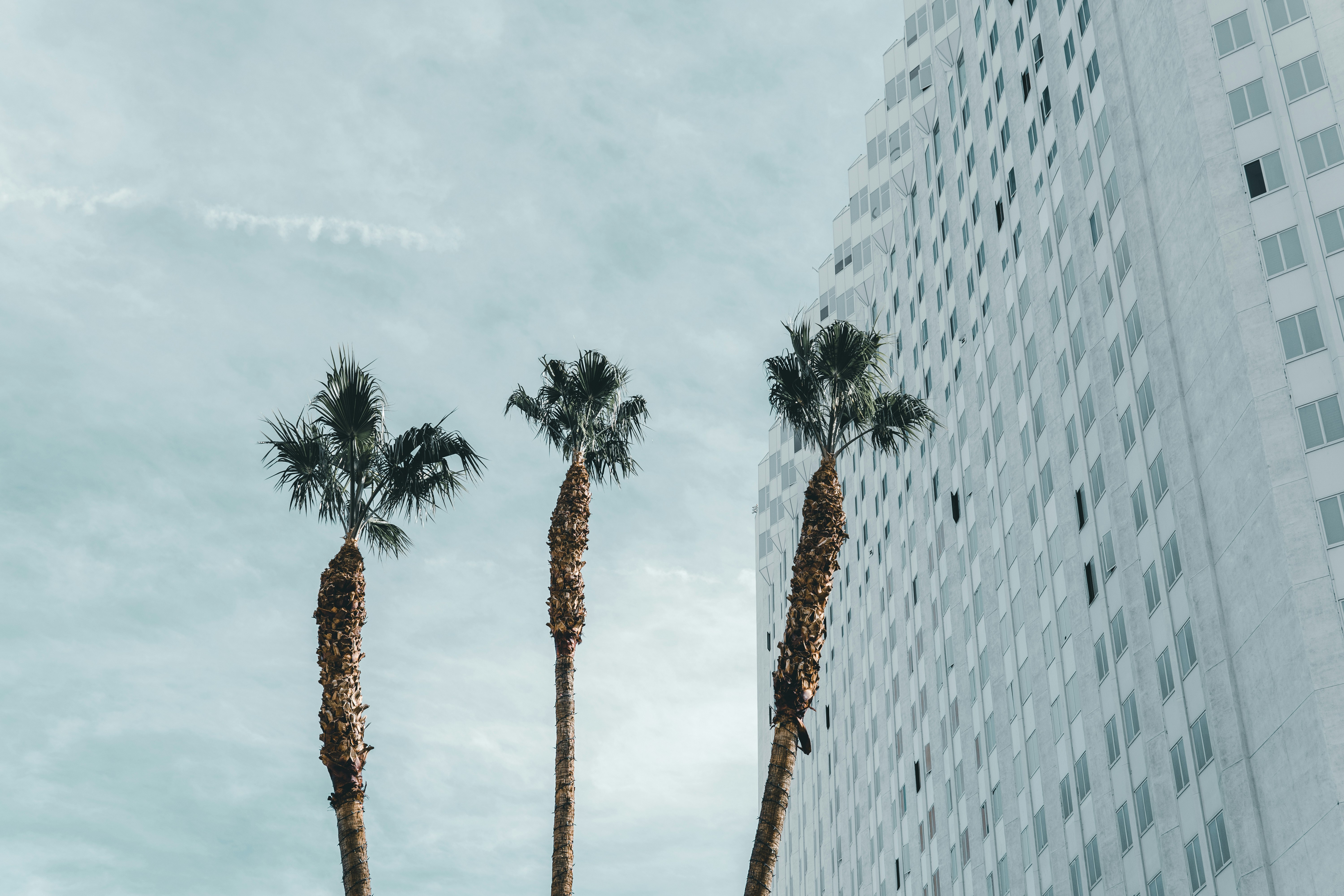 palm trees on white concrete building