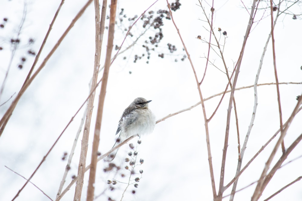 white and brown bird on brown tree branch during daytime