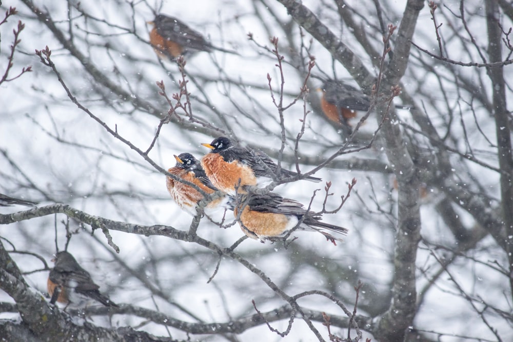 brown and black bird on brown tree branch during daytime