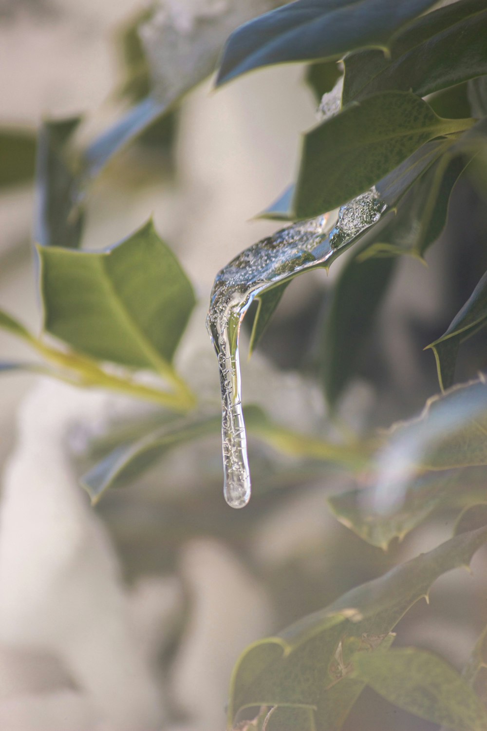 緑の葉の上の水の露