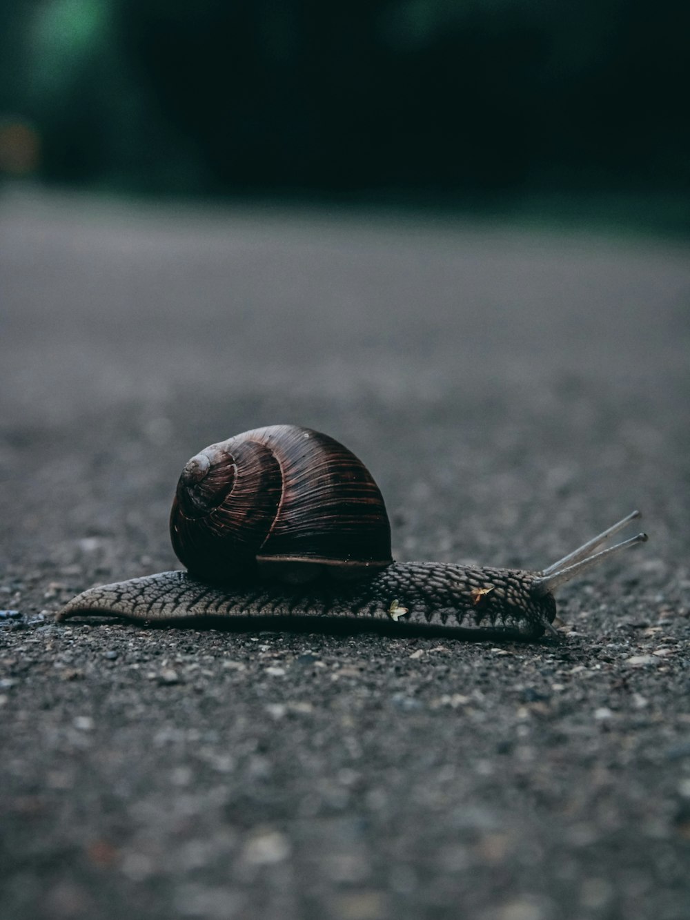 brown snail on gray concrete floor