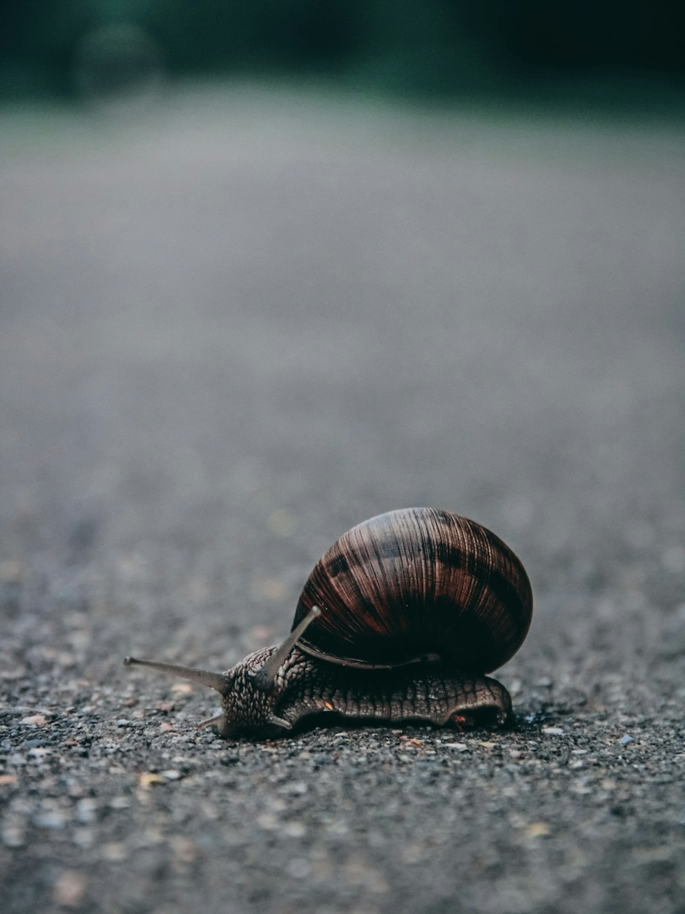 braune Schnecke auf grauer Oberfläche