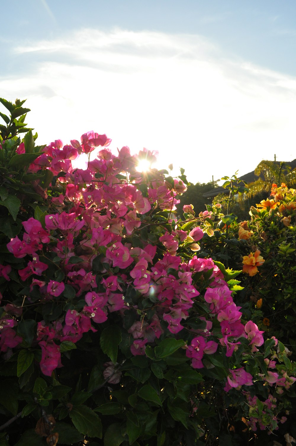 pink flowers with green leaves under white clouds during daytime