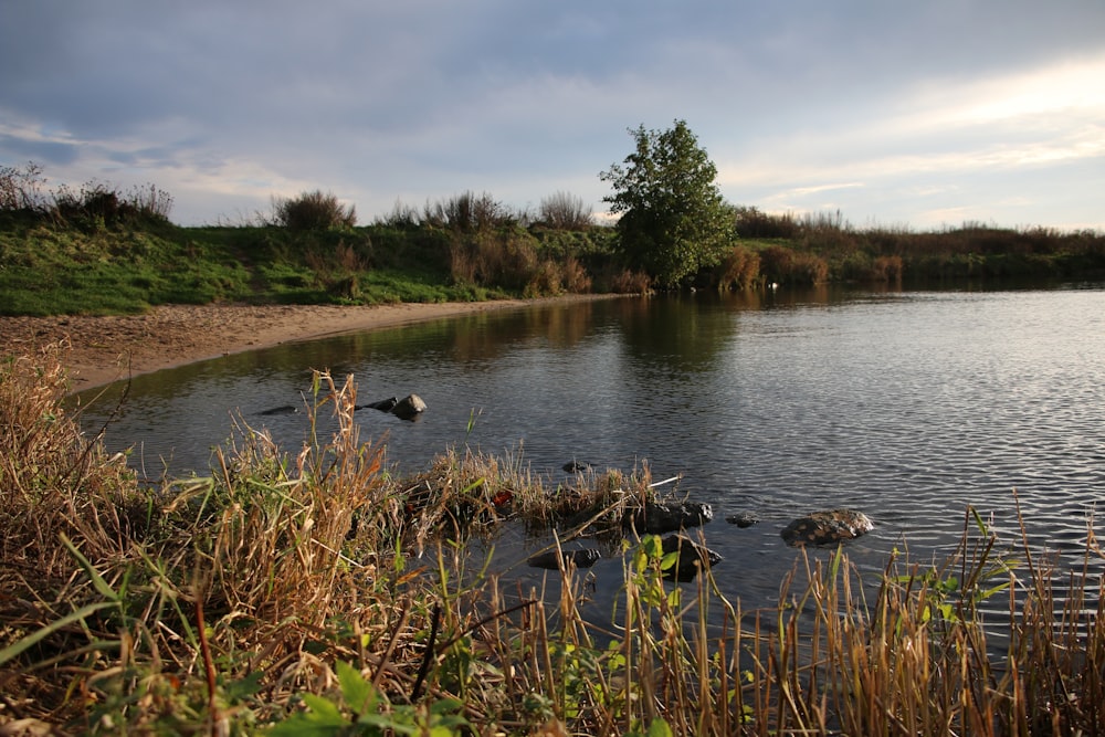 green grass near body of water during daytime