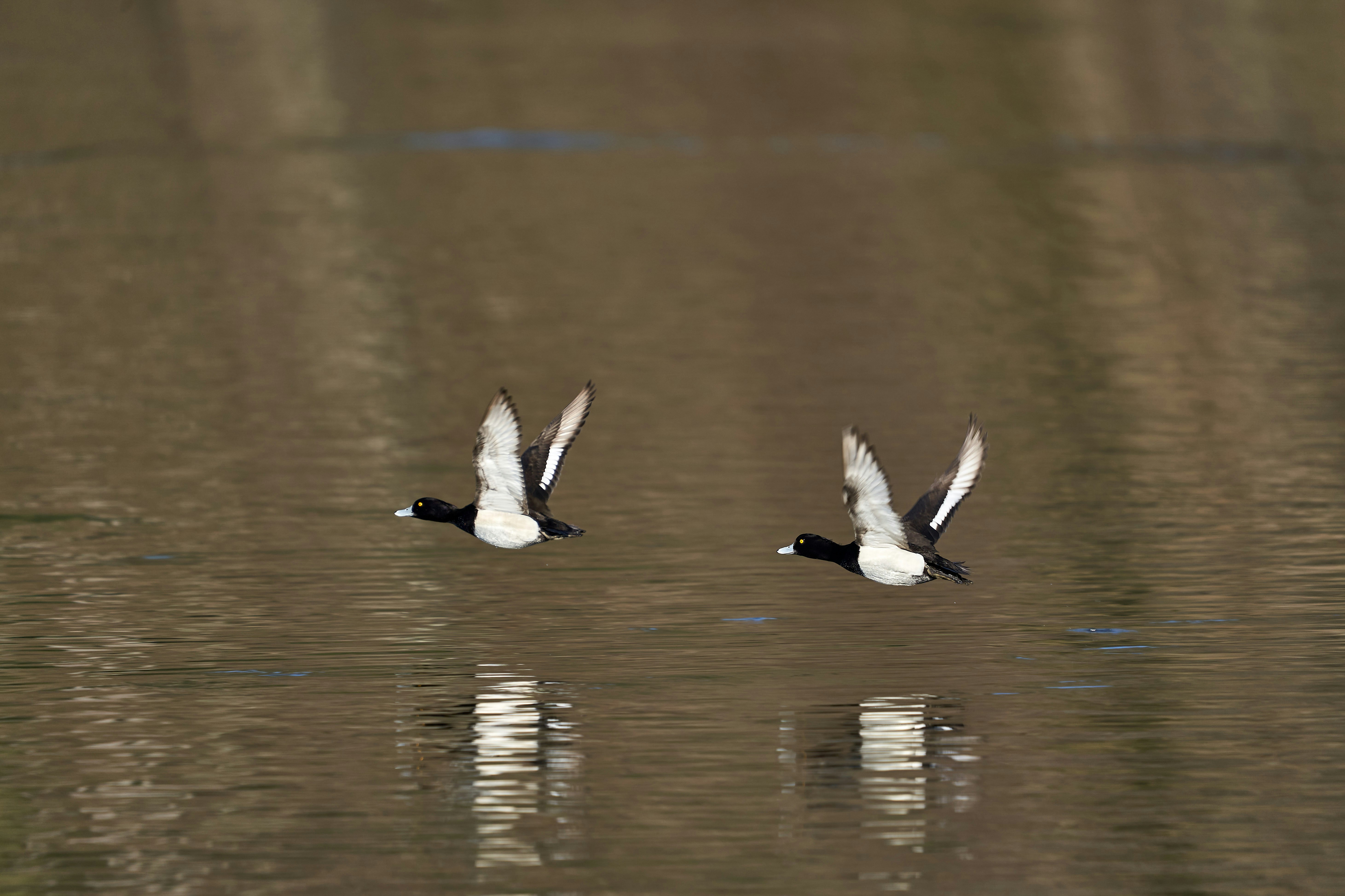 Photo by wolfgang_hasselmann