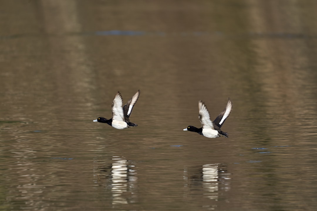 two white and black birds flying over the water