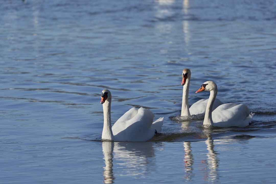 white swan on body of water during daytime