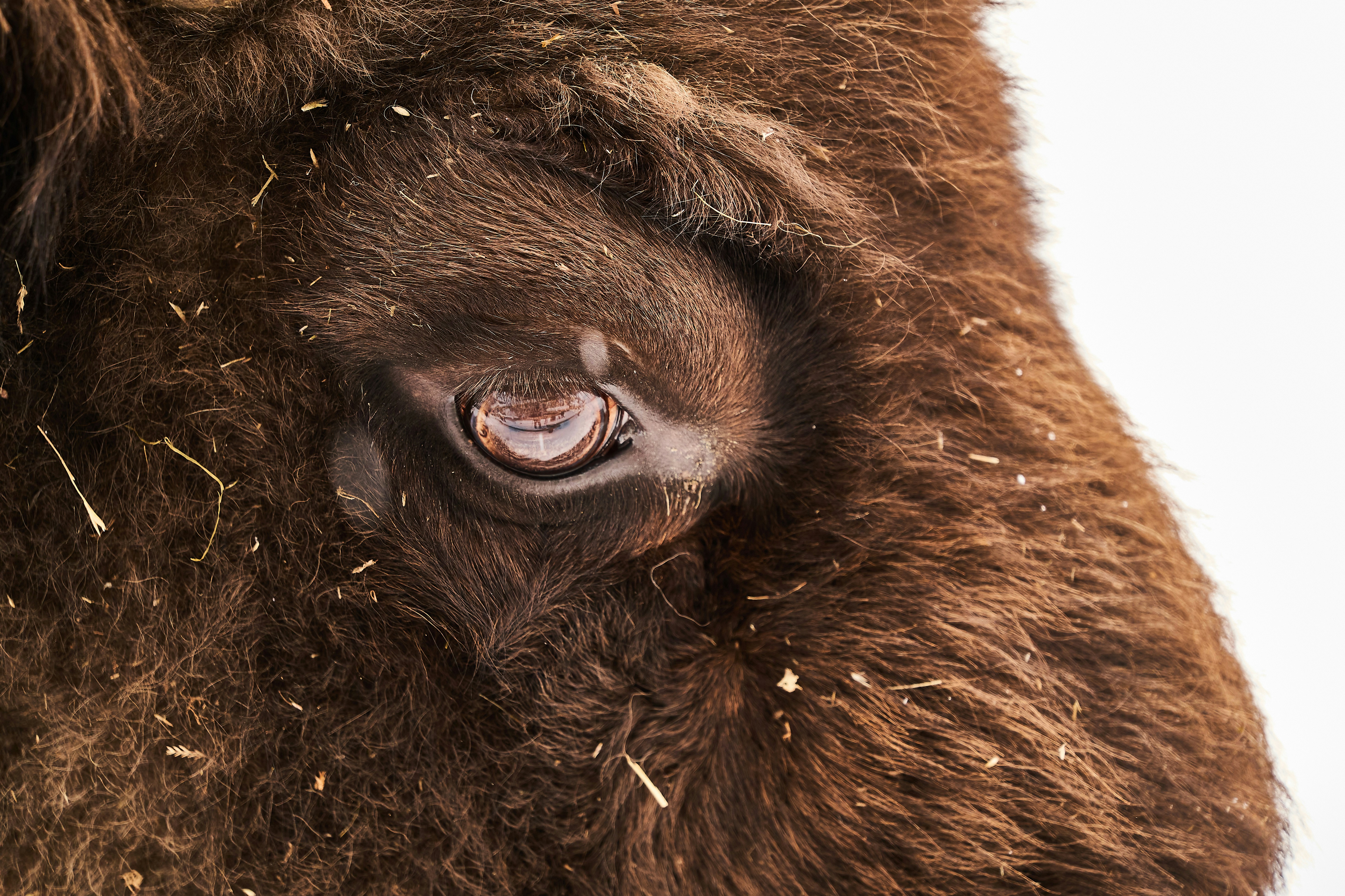 Photo by wolfgang_hasselmann