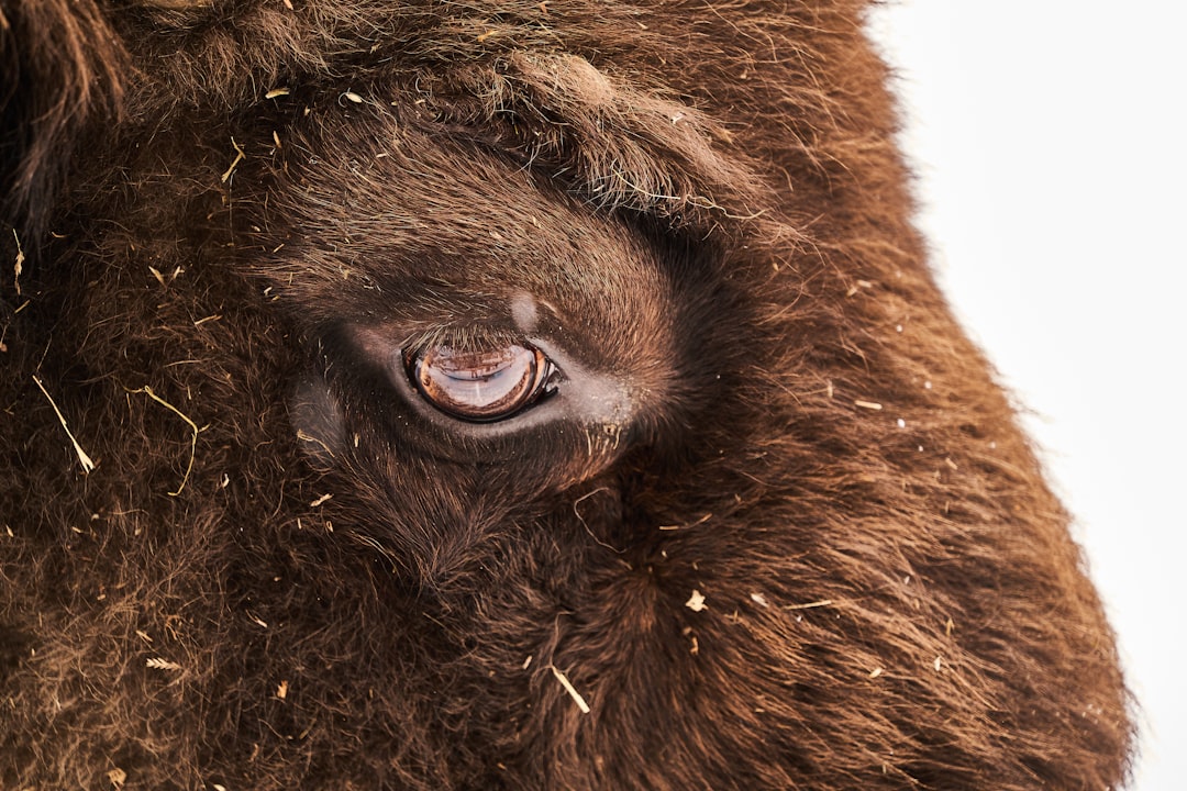 brown animal head in close up photography