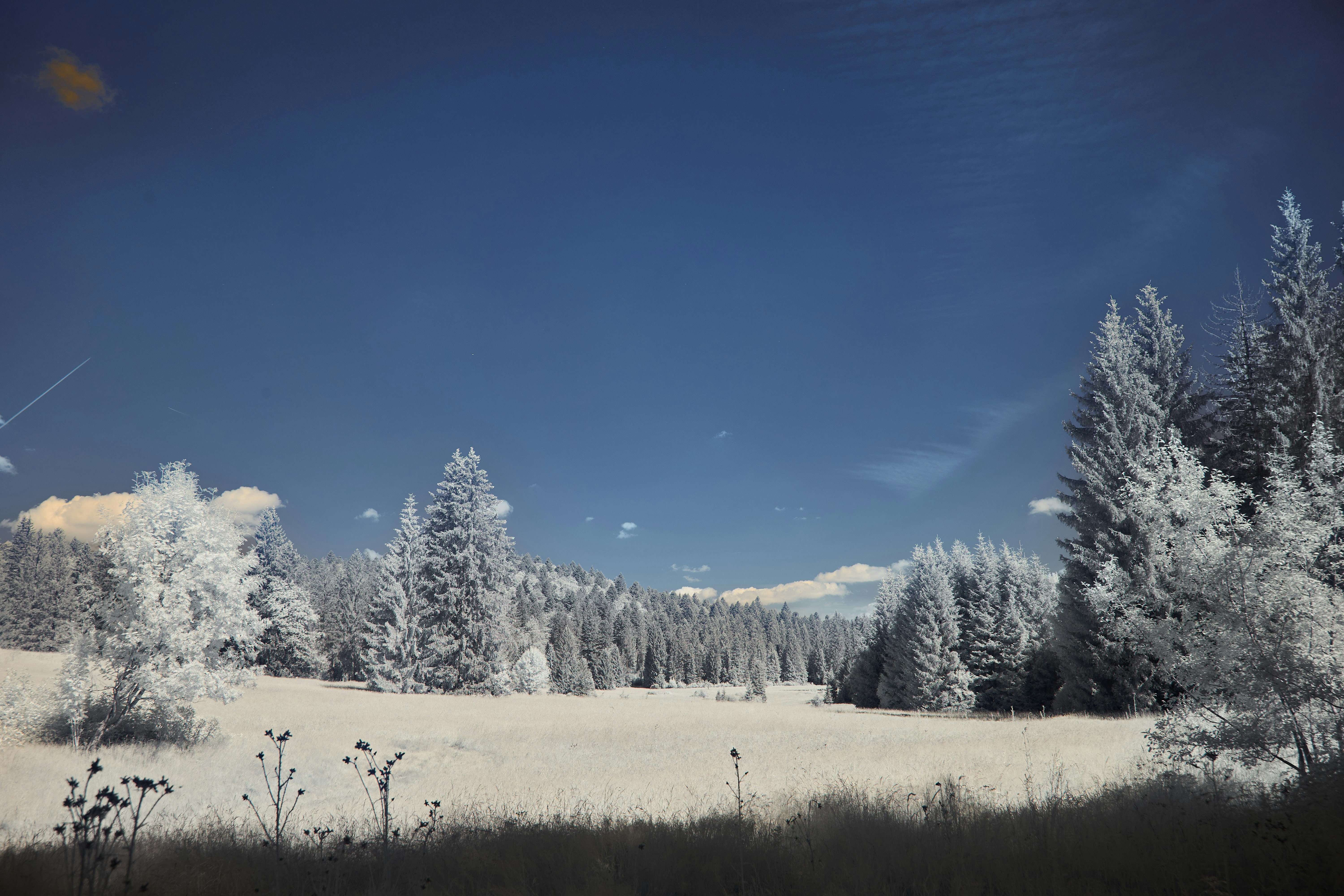 Photo by wolfgang_hasselmann