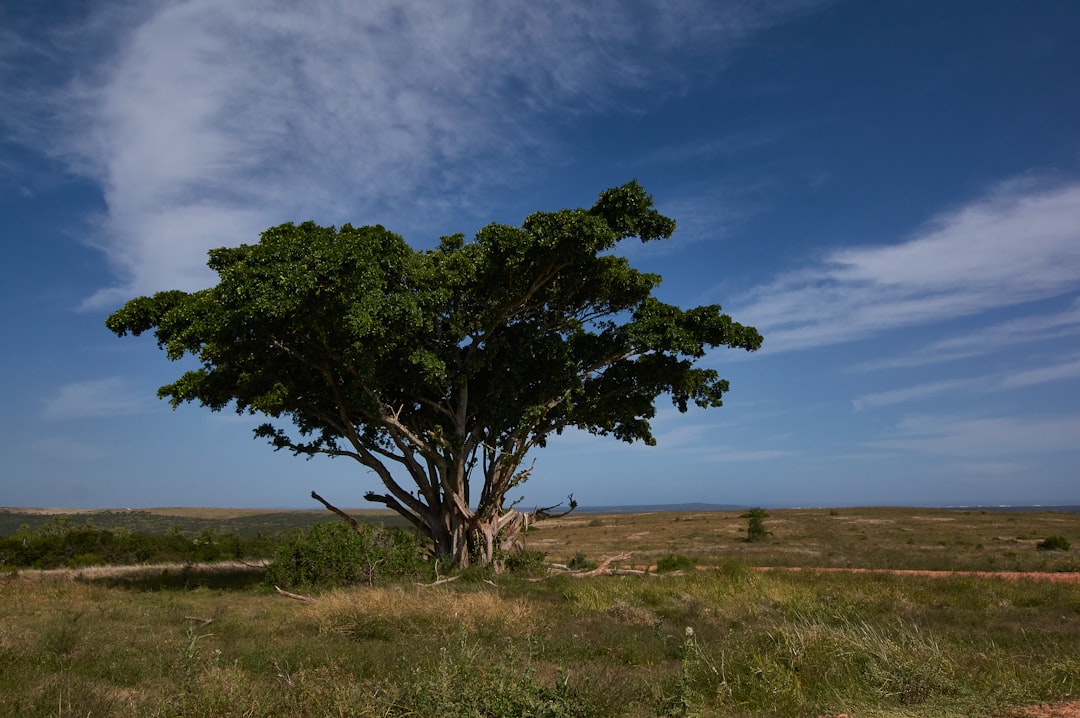 green tree on brown grass field under cloudy sky during daytime