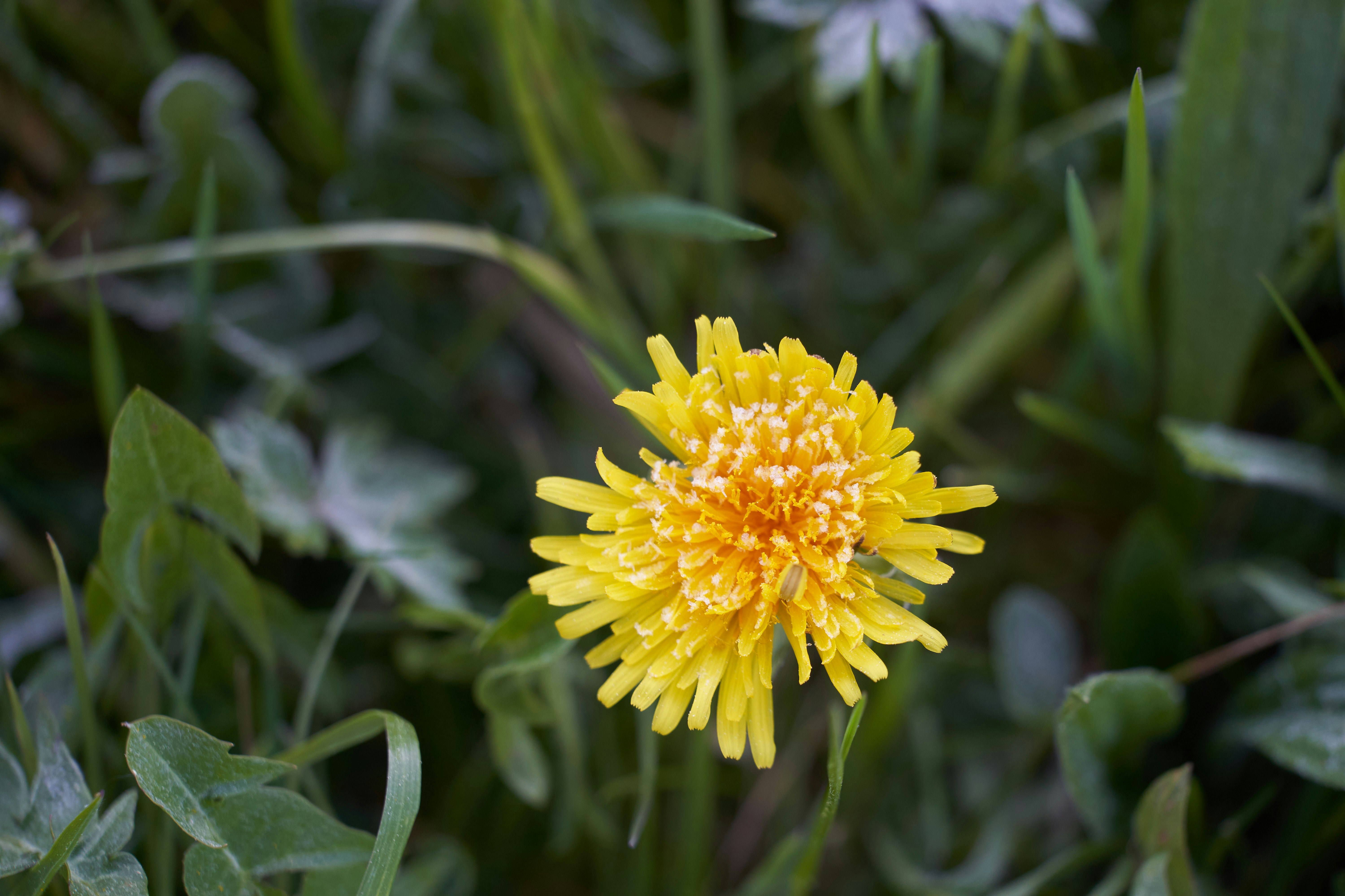 Photo by wolfgang_hasselmann