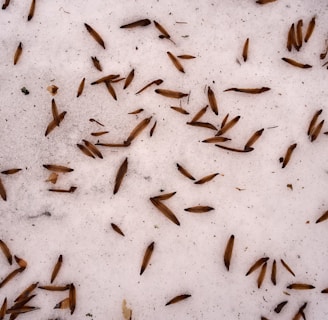 Learn About Termites by NE Region Pest Control