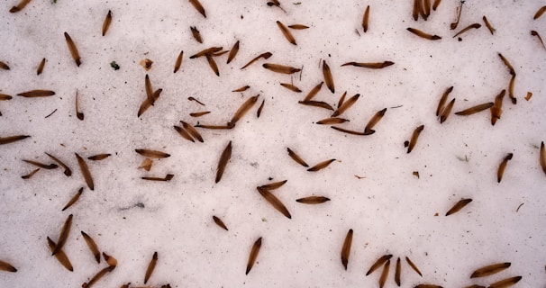 Learn About Termites by NE Region Pest Control