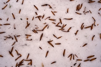 Learn About Termites by NE Region Pest Control