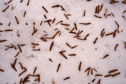Learn About Termites by NE Region Pest Control