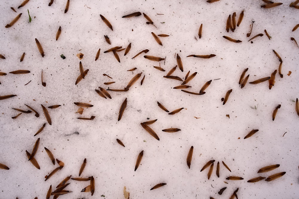 Peces blancos y negros en el agua