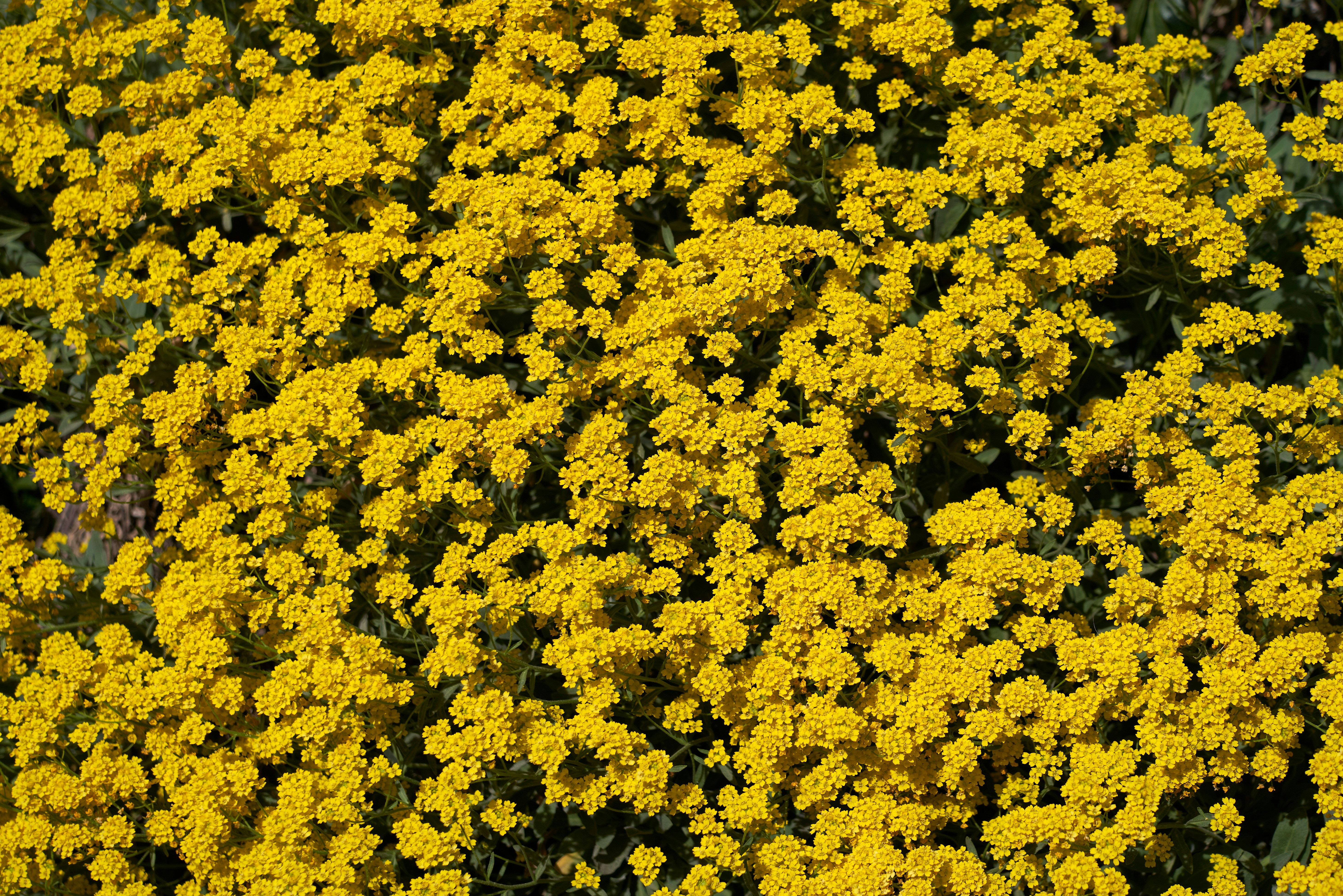 Photo by wolfgang_hasselmann