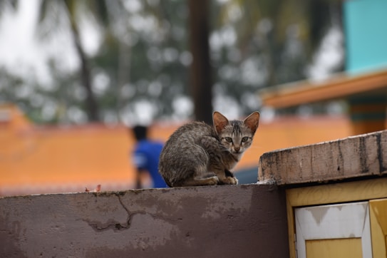 A small, gray tabby cat is perched on a rough, brown wall, looking directly at the camera. In the blurred background, there are hints of palm trees and buildings with orange and teal colors, creating a warm and tropical atmosphere.