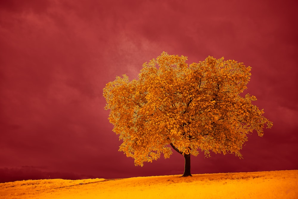 green tree on brown sand under cloudy sky during daytime