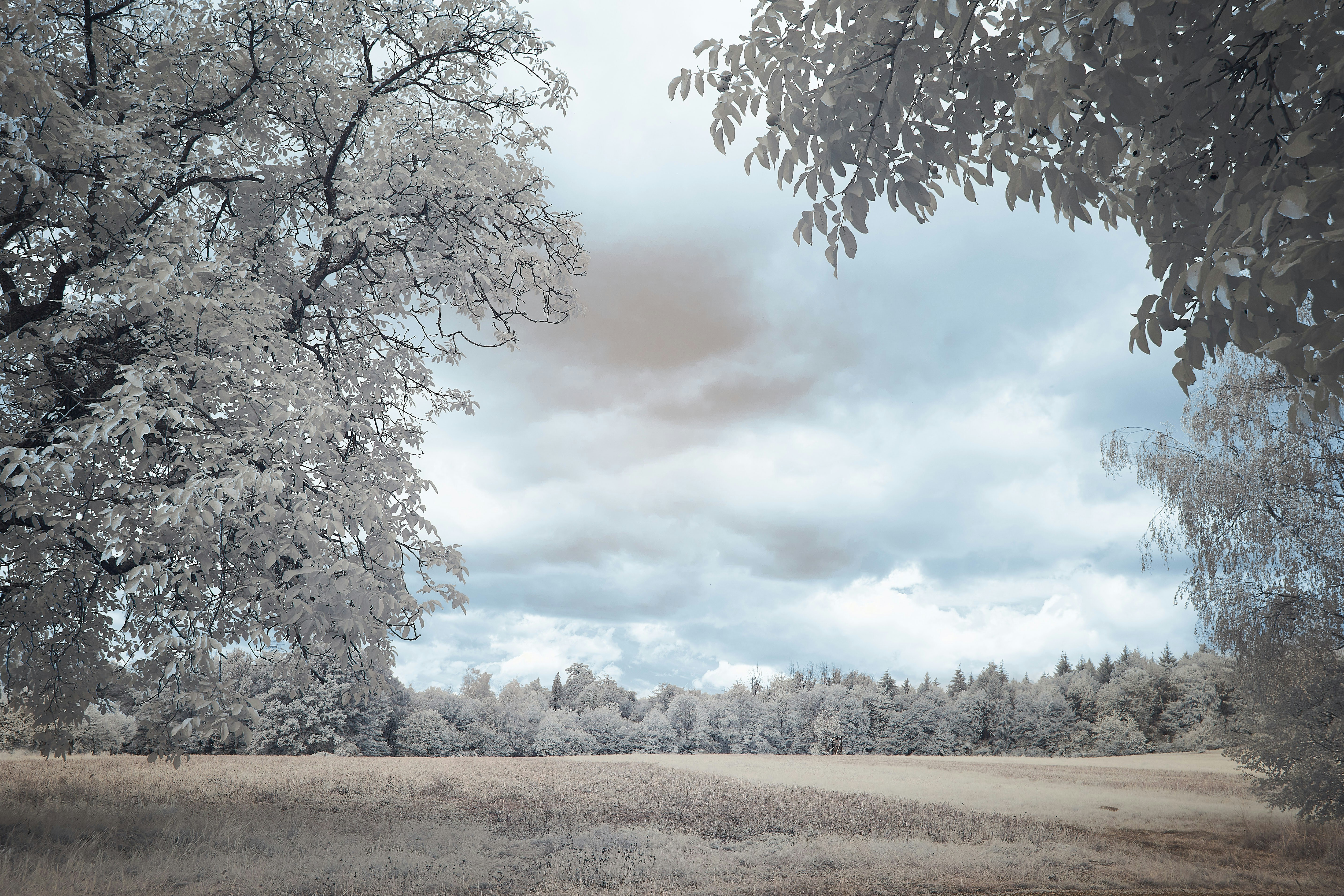 Photo by wolfgang_hasselmann