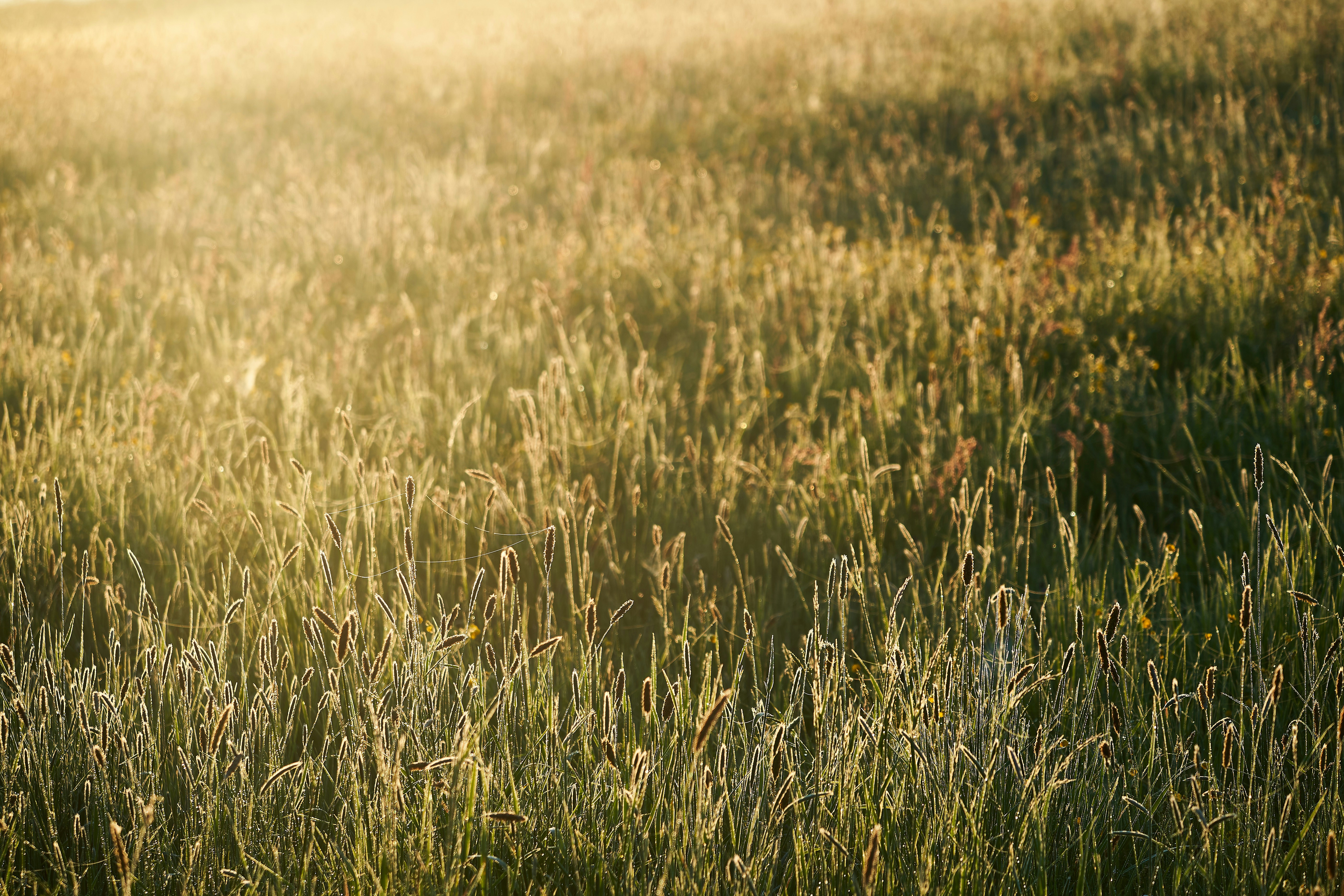 green grass field during daytime