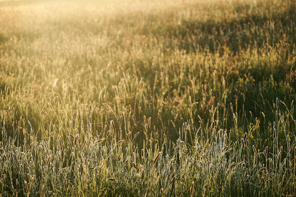 green grass field during daytime