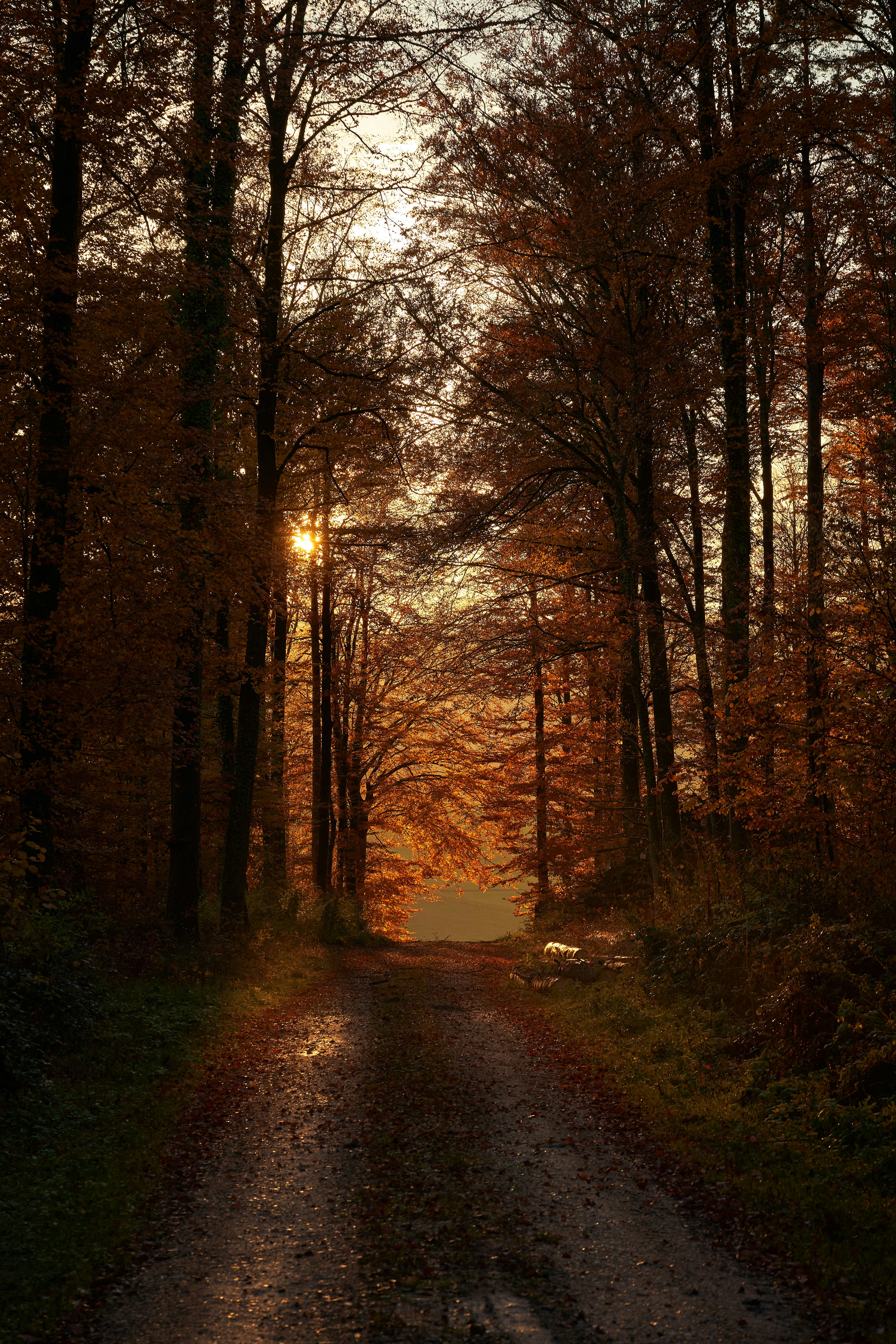 Photo by wolfgang_hasselmann